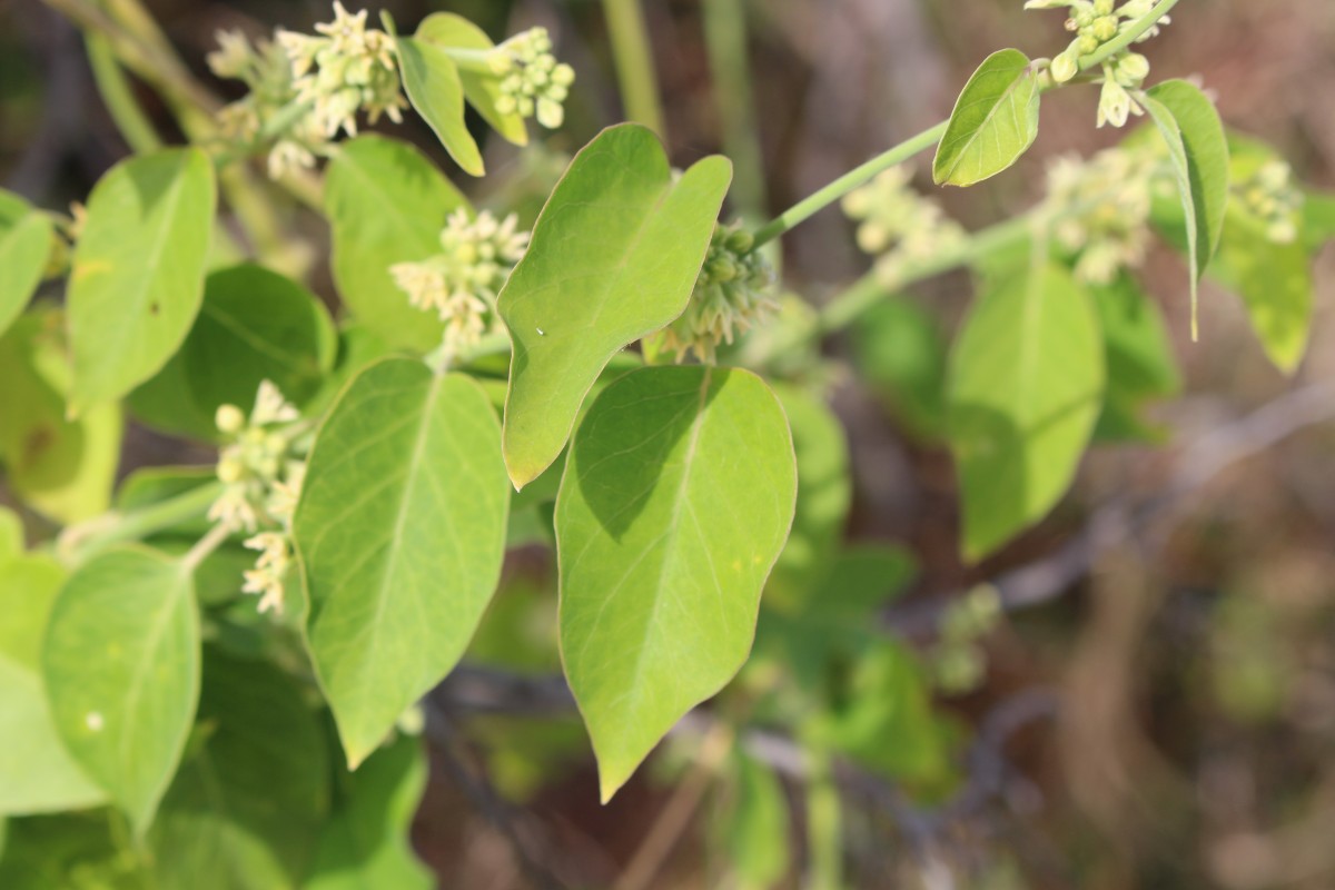 Leptadenia reticulata (Retz.) Wight & Arn